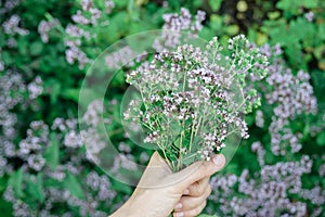 Womans hand keep fresh cutting oregano plant bouquet close-up
