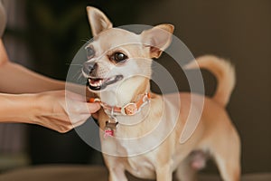 womans hand placing a new collar on a wagging chihuahua