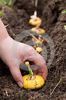 Womans hand planting gladiolus