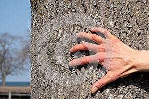 Womans hand scrapes the bark