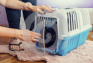 Womans hands putting cat in carrying cage to transport it to the vet for castration