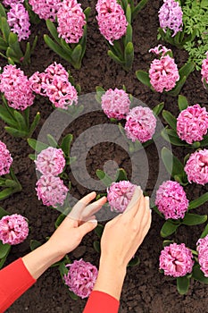 Womans hands touching pink hyacinth on flowerbed