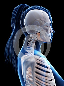A womans skeletal neck