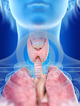 A womans thyroid gland