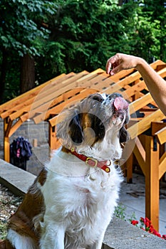 Womanâ€™s hand holding a dog treat for a Saint Bernard on the upper level of a back yard