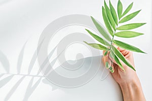 Womanâ€™s hand holding palm plant leaf.