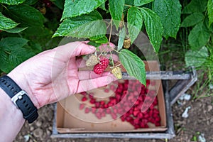 Womanâ€™s hand picking a ripe red raspberry on a rural farm, rainy day, basket of berries in background, Pacific Northwest, USA