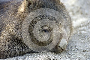 Wombat