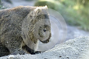 Wombat