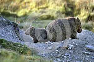 Wombat