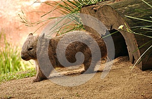 Wombat photo