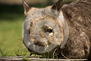 Wombat