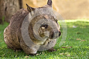 Wombat photo