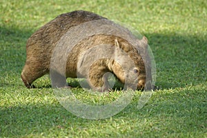 Wombat photo