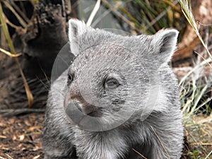 Wombat 2