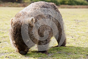 Wombat