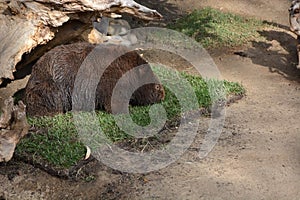 Wombat