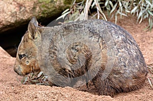 Wombat