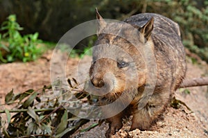 Wombat