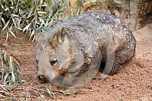 Wombat