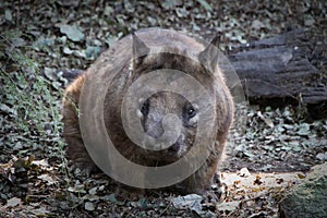 Wombat