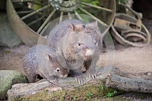 Wombat