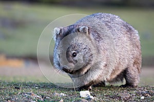 Wombat photo