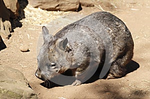 Wombat of Australia in captivity