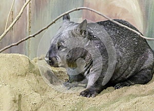 Wombat