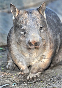 Wombat, australian common, queensland, australia