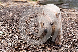Wombat, Australian native animal