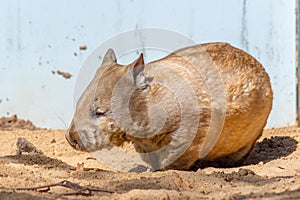 Wombat at Cleland wildlife park near Adelaide, Australia