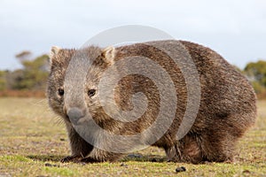 Wombat close-up photo