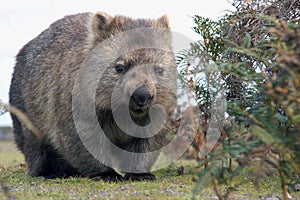 Wombat close-up