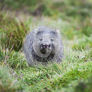 Wombat during the dayâ€¨