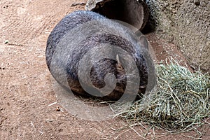 Wombat disambiguation eating some hay for dinner