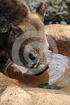 Wombat Drinking