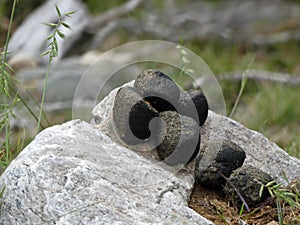 Wombat droppings, Cradle Mountain - Lake St Clair National Park, Tasmania, Australia