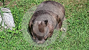 Wombat eat fresh green grass