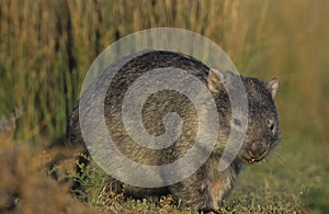 Wombat in field