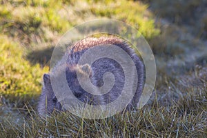 A wombat foraging in the grass at Cradle Mountain-Lake Saint Clair National Park in Tasmania, Australia.