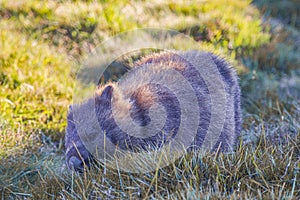 A wombat foraging in the grass at Cradle Mountain-Lake Saint Clair National Park in Tasmania, Australia.