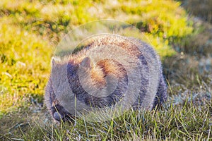 A wombat foraging in the grass at Cradle Mountain-Lake Saint Clair National Park in Tasmania, Australia.