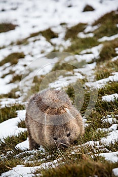 Wombat foraging in the snow at Cradle Mountain, Tasmania