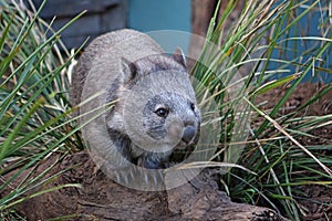 Wombat in between grass