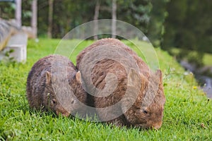 Wombat and her baby grazing on grass at Bendeela Campground.