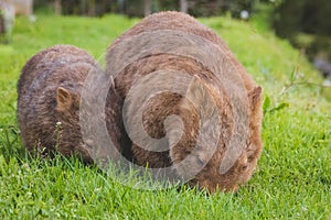 Wombat and her baby grazing on grass at Bendeela Campground.