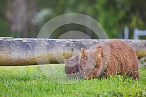 Wombat and her baby grazing on grass at Bendeela Campground.