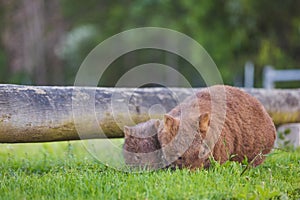 Wombat and her baby grazing on grass at Bendeela Campground.