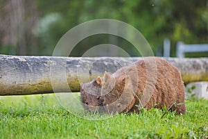 Wombat and her baby grazing on grass at Bendeela Campground.